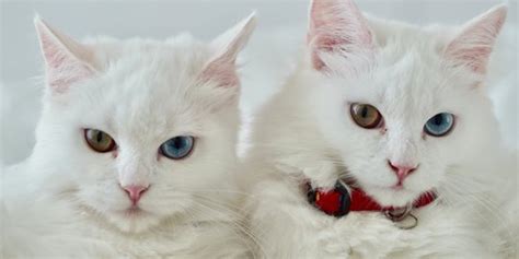 perbedaan kucing laki dan perempuan Perbedaan Kucing Laki Dan Perempuan - Mengetahui perbedaan kucing jantan dan betina memang mudah, namun banyak pemilik kucing yang kesulitan